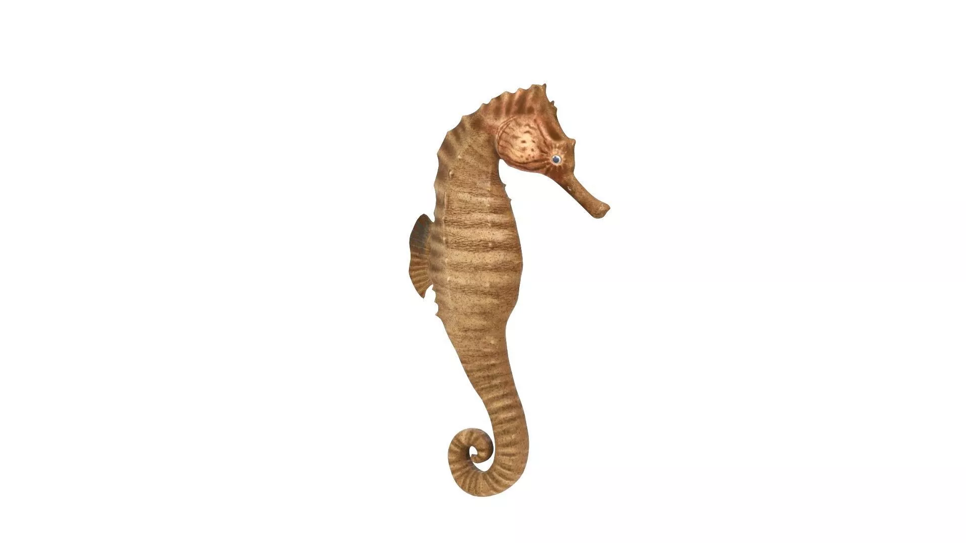 Realistic Seahorse Marine Low-poly 3D model