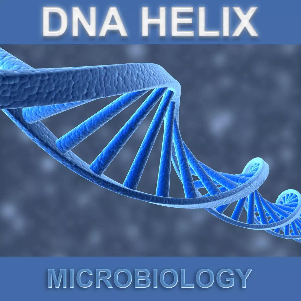 DNA Helix 3D model_0
