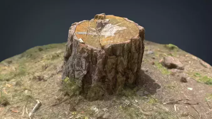 Tree Stump