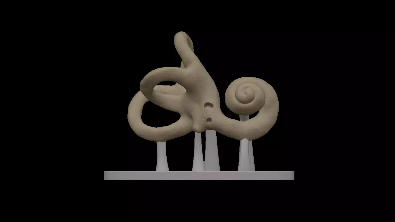 Inner Ear 3D print model