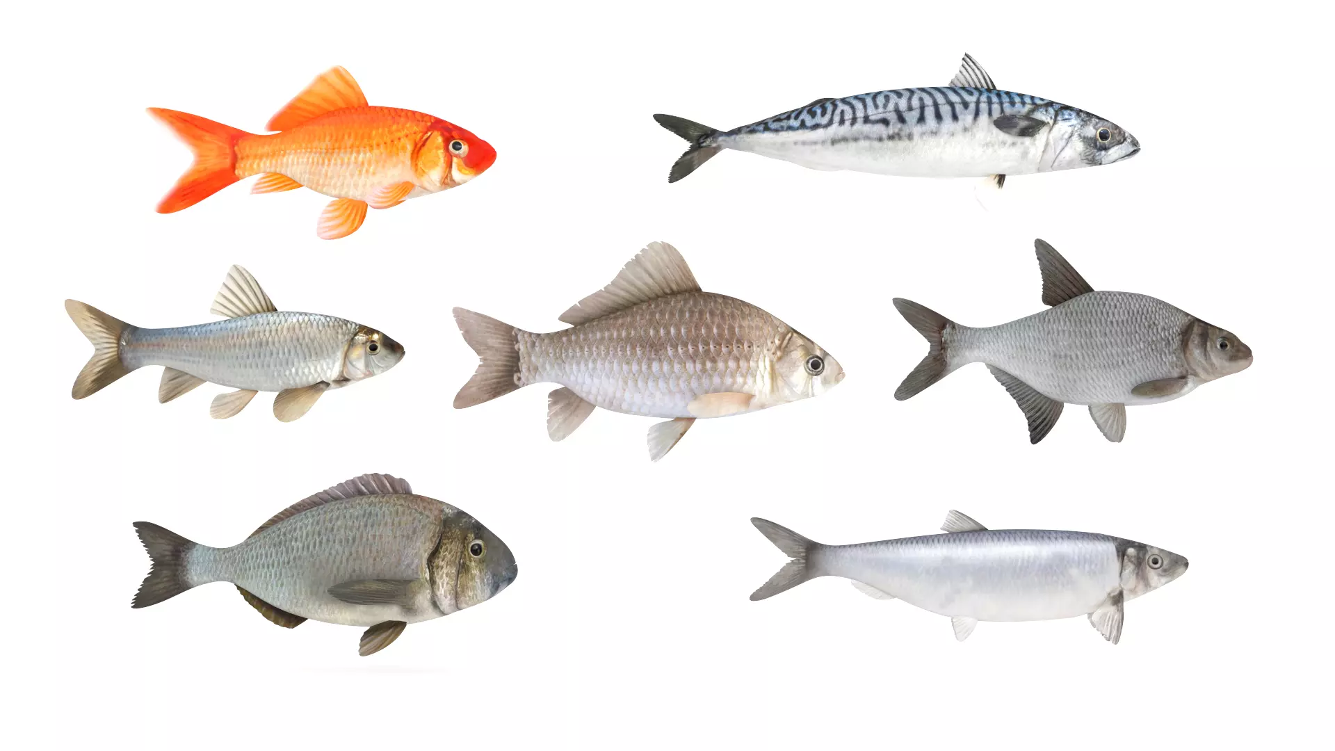 Fish Collection 3D model