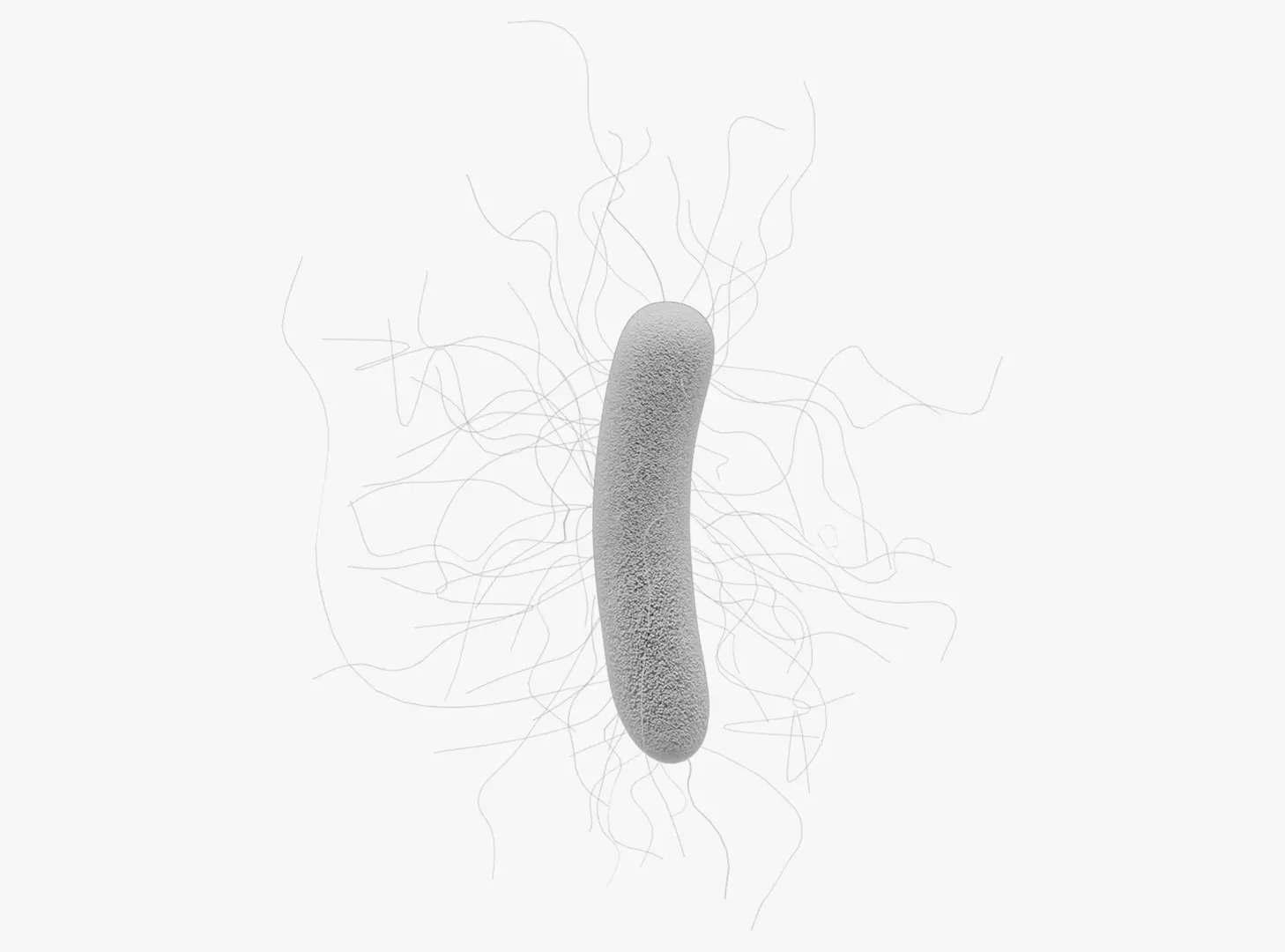 Clostridioides difficile Bacteria 3D model