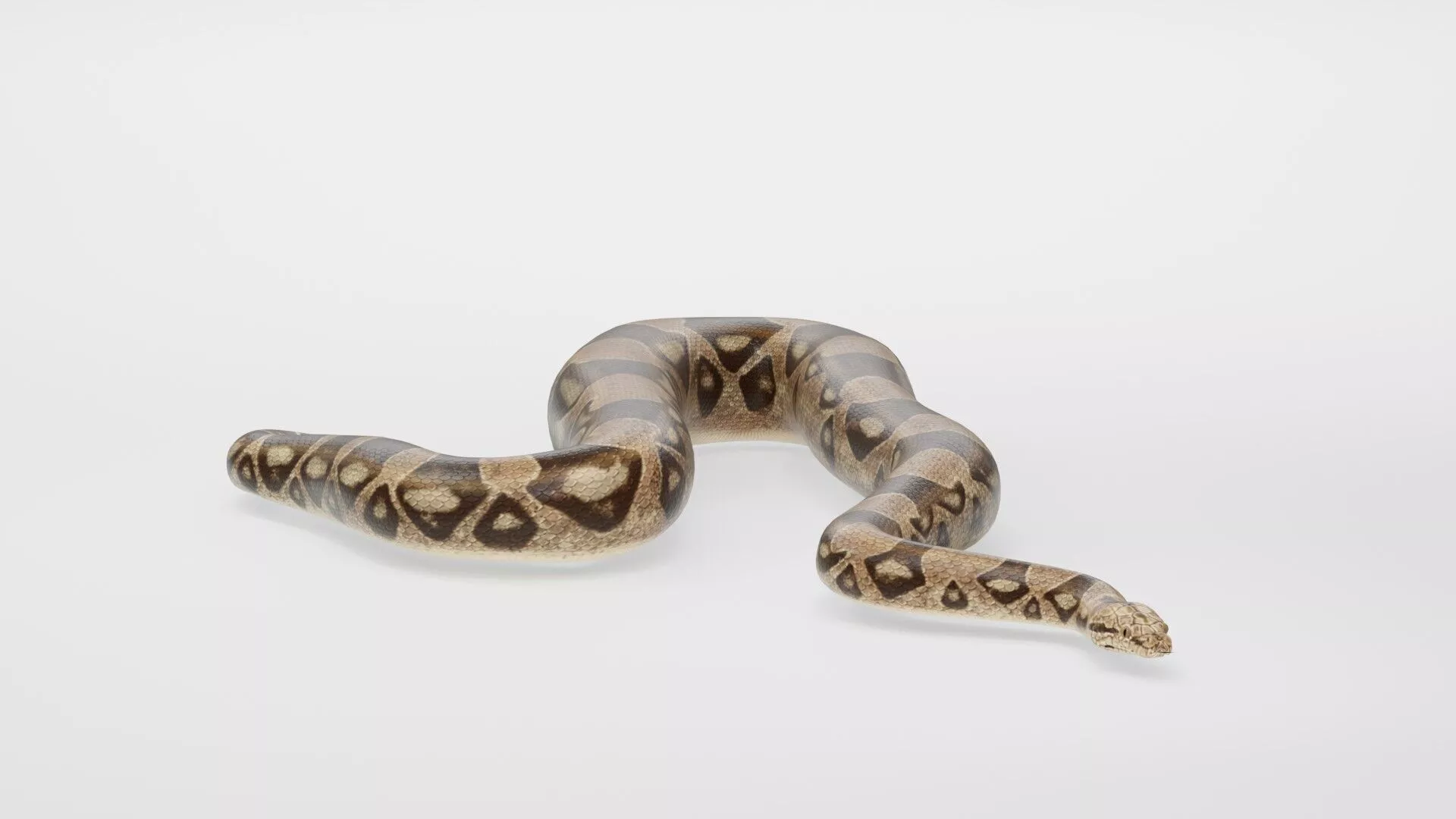 Realistic Wild Reptile Snake Low-poly 3D model