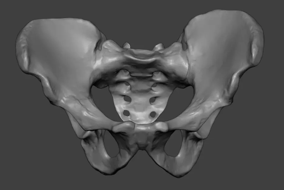 Human Female Pelvic Girdle 3D print model