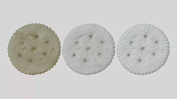Realistic Saltine Cracker PBR 3D Scan Photogrammetry Asset Low-poly 3D model 4