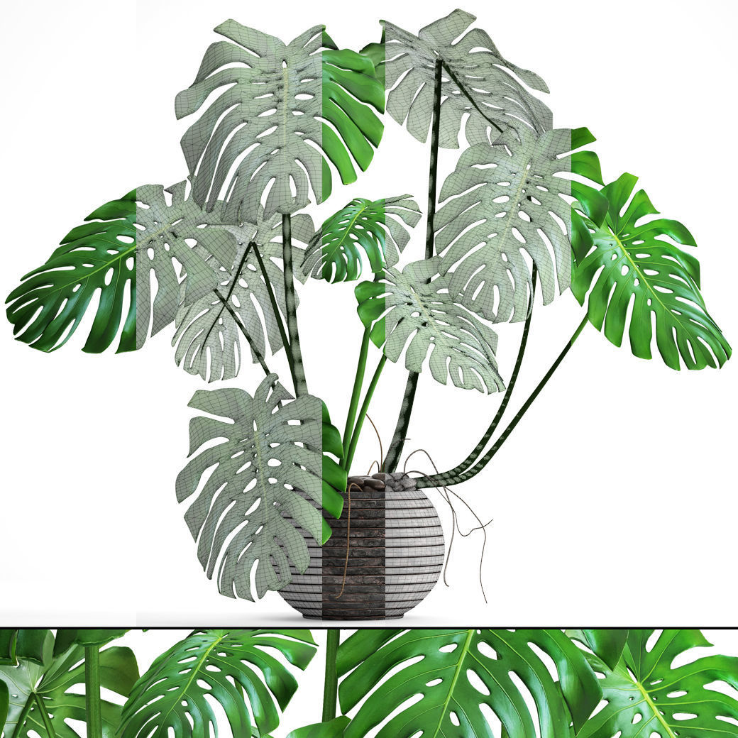 Monstera plant 3D model_8