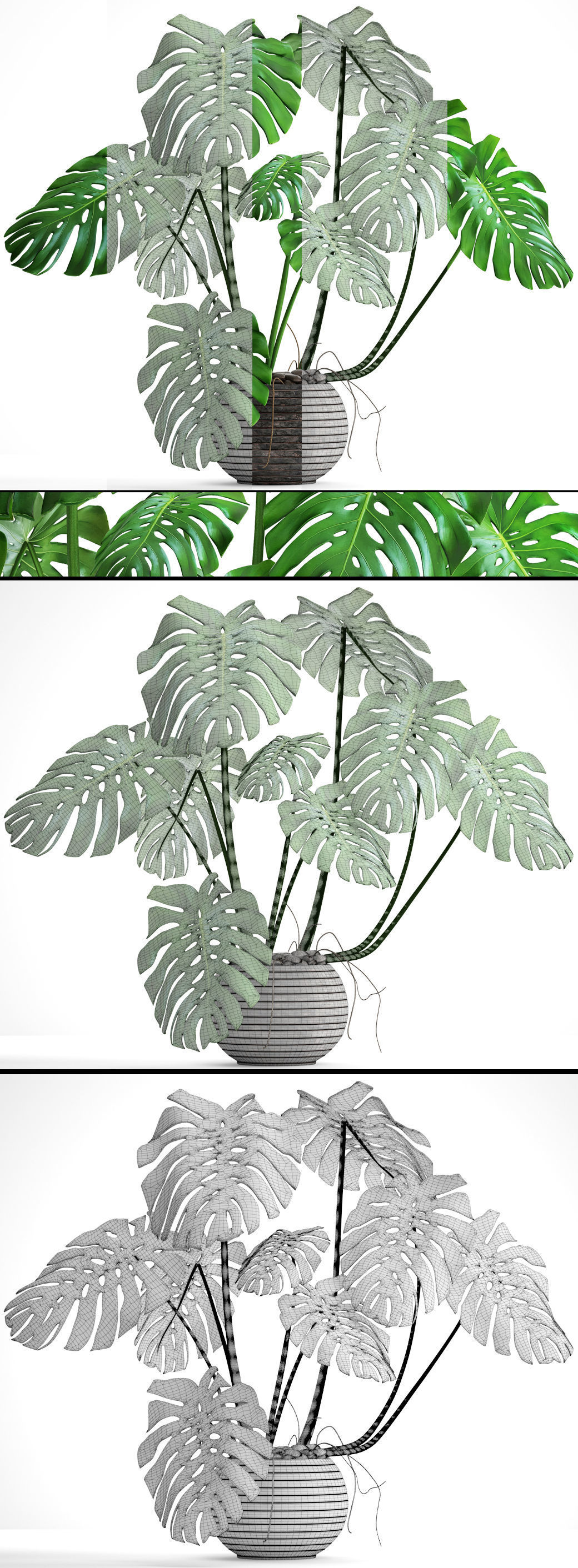 Monstera plant 3D model_9