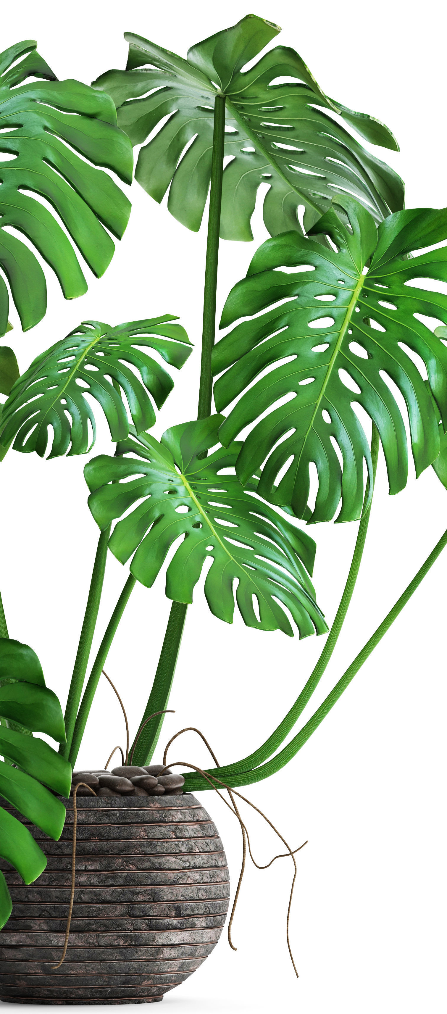 Monstera plant 3D model_1
