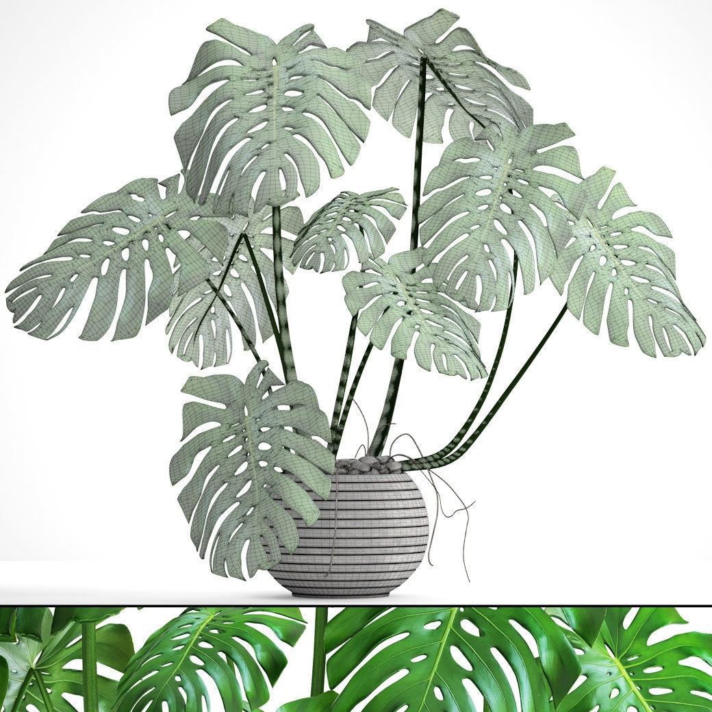 Monstera plant 3D model_4