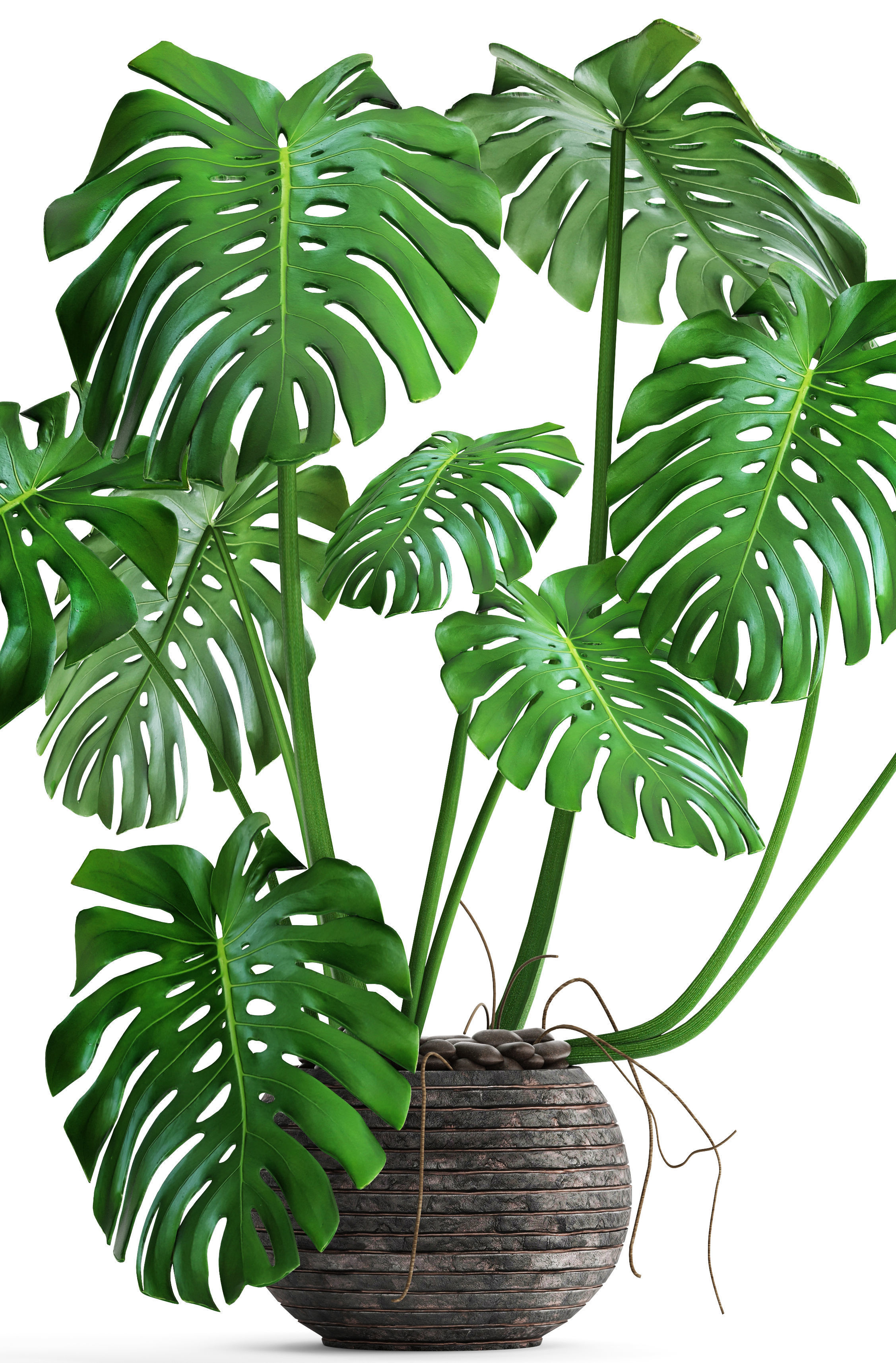 Monstera plant 3D model_7