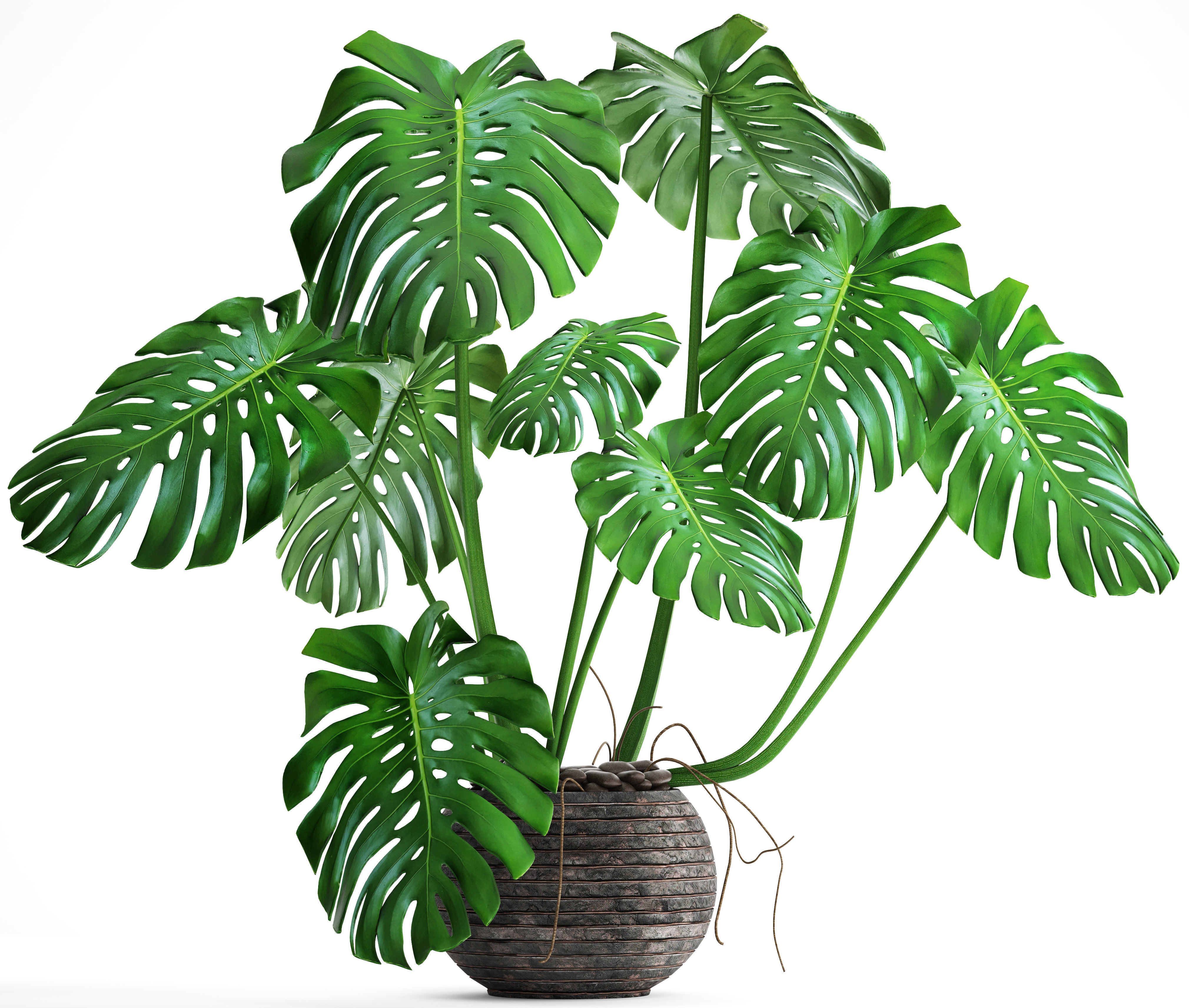 Monstera plant 3D model_10