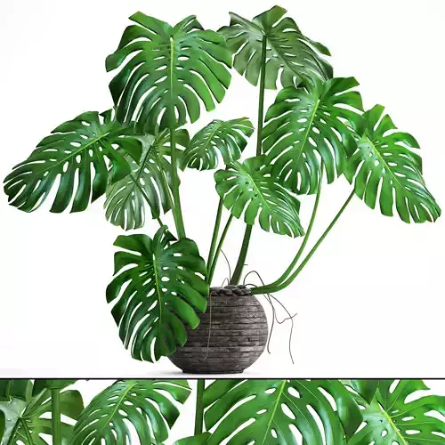 Monstera plant 3D model