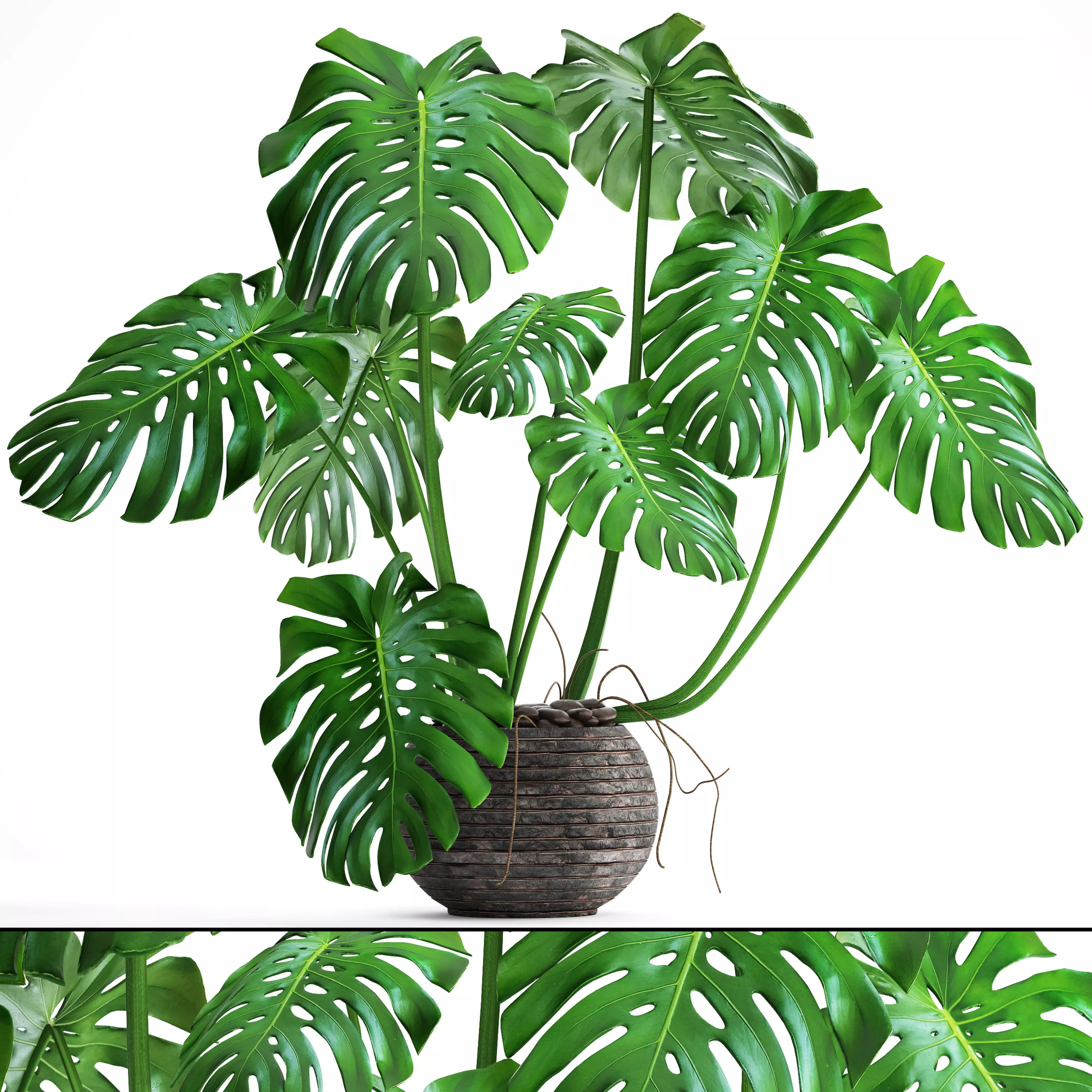 Monstera plant 3D model_0