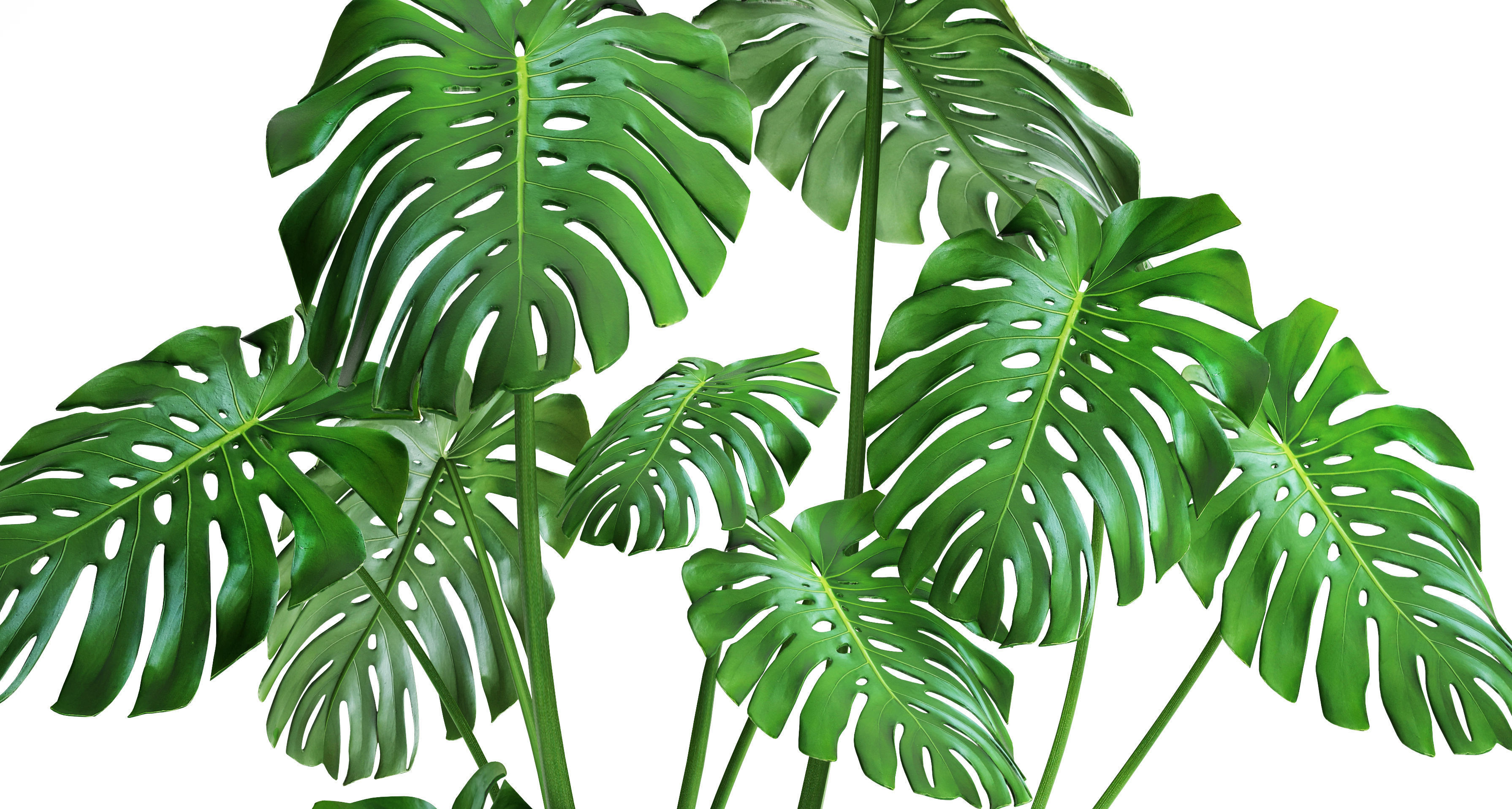 Monstera plant 3D model_3
