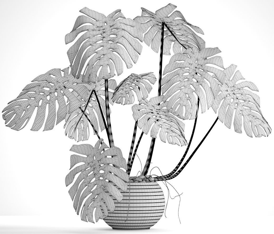 Monstera plant 3D model_6