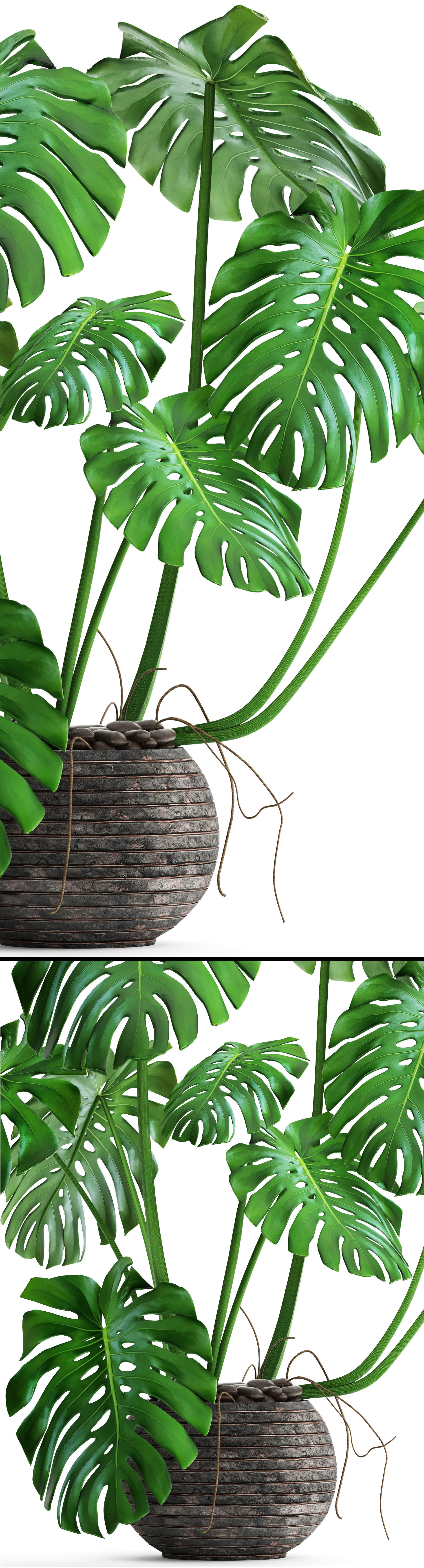 Monstera plant 3D model_5