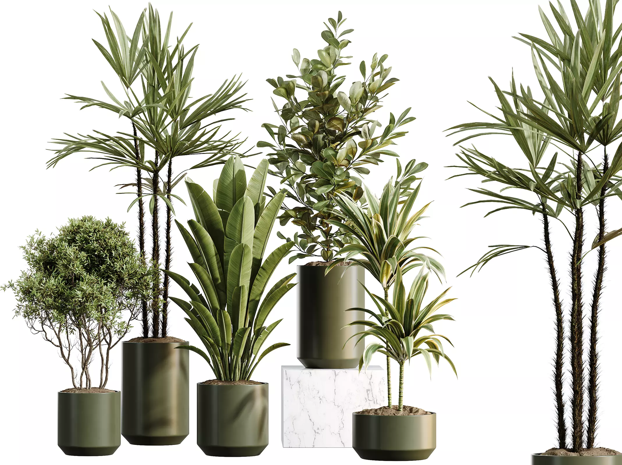 AV Indoor Plants Set466 Warneckii Ficus Rhapis Palm Banana Olive 3D model