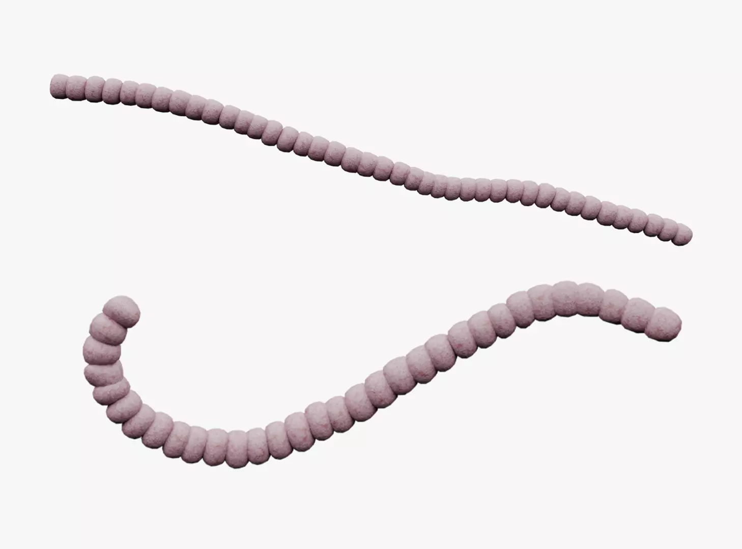 Streptomyces Bacteria 3D model