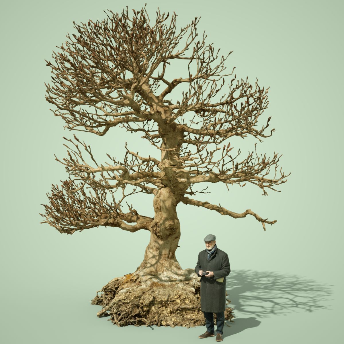 Dead Bonsai  Tree 1 3D model_2
