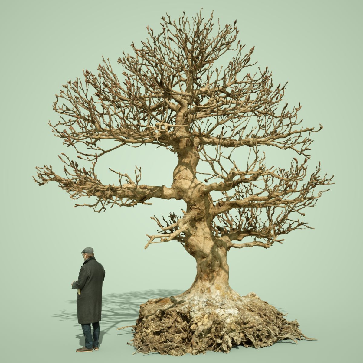 Dead Bonsai  Tree 1 3D model_3