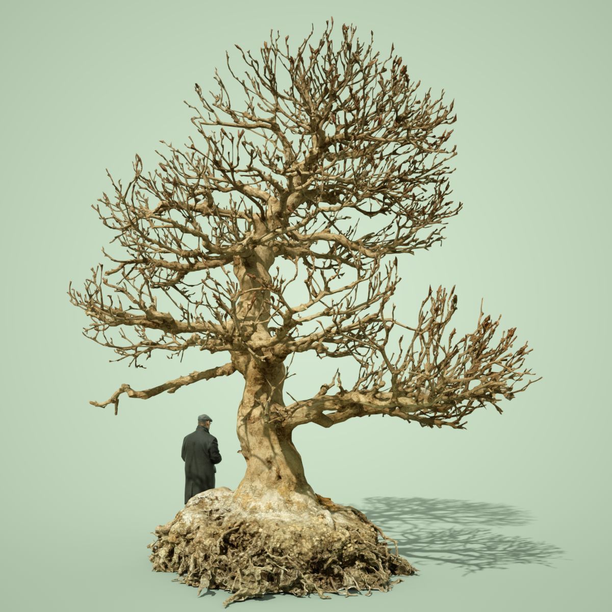 Dead Bonsai  Tree 1 3D model_4