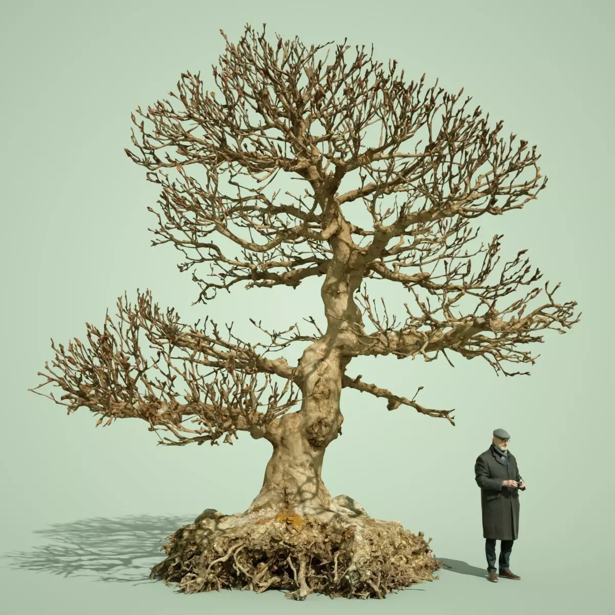 Dead Bonsai  Tree 1 3D model_0