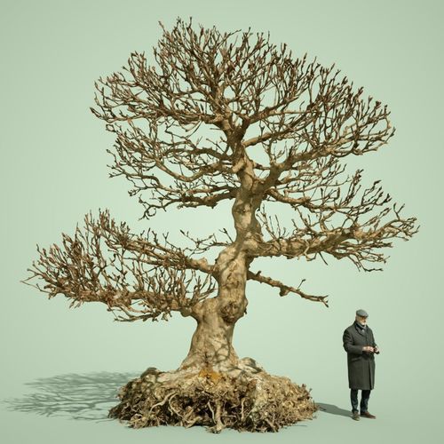Dead Bonsai  Tree 1 3D model