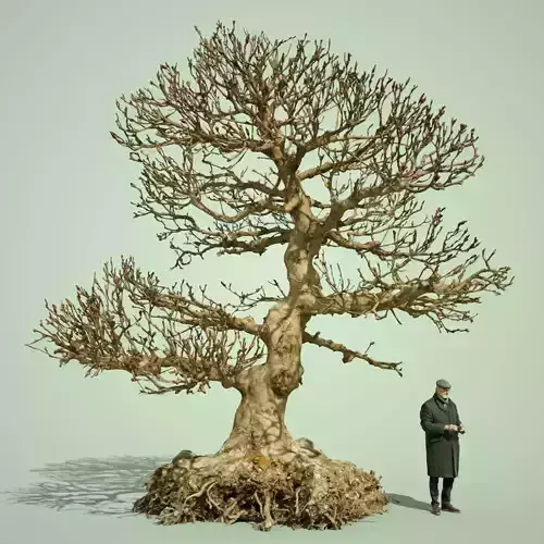 Dead Bonsai  Tree 1 3D model Dead Bonsai  Tree 1 3D model