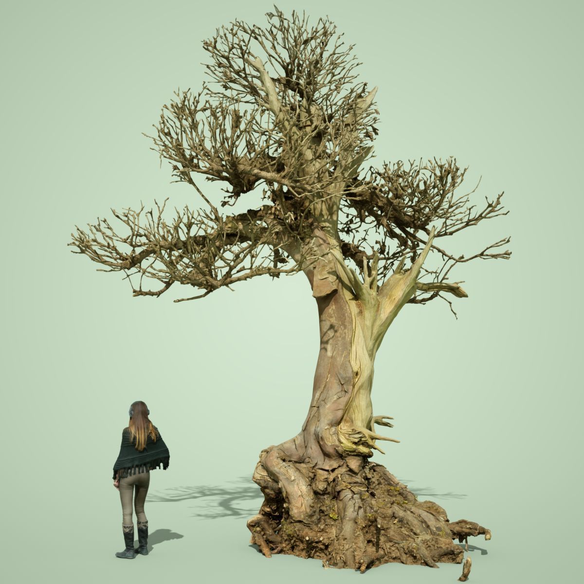Dead Bonsai Tree 2 3D model_1