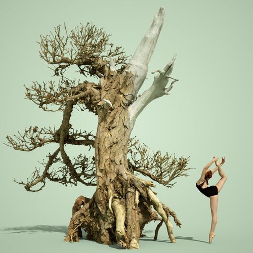 Dead Bonsai Tree 3 3D model