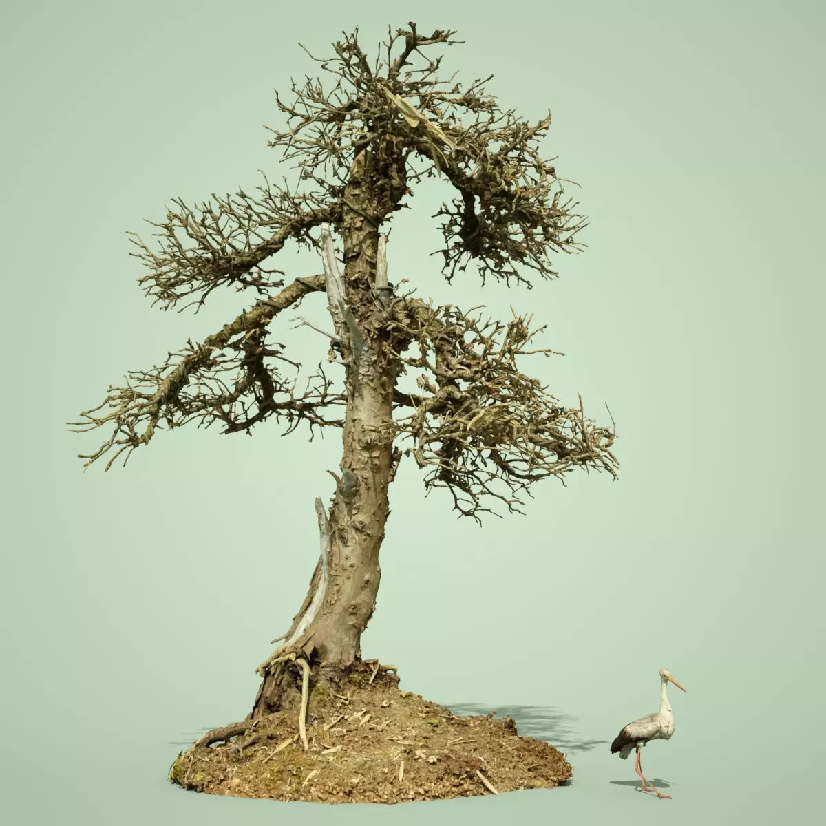 Dead Bonsai Tree 4 3D model