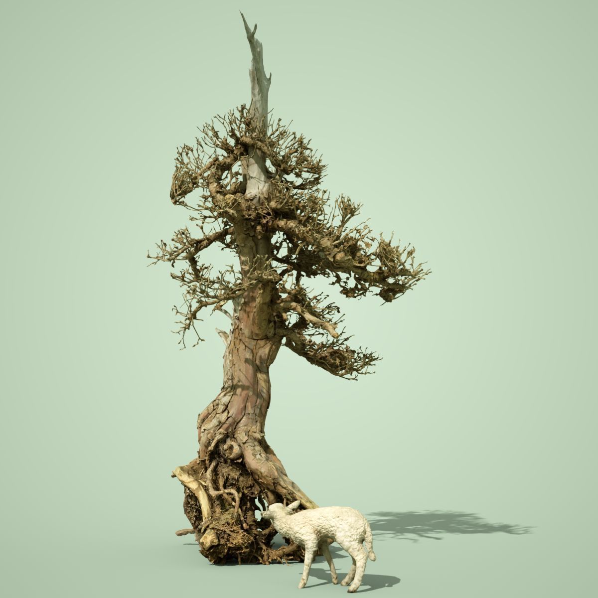 Dead Bonsai Tree 5 3D model_3