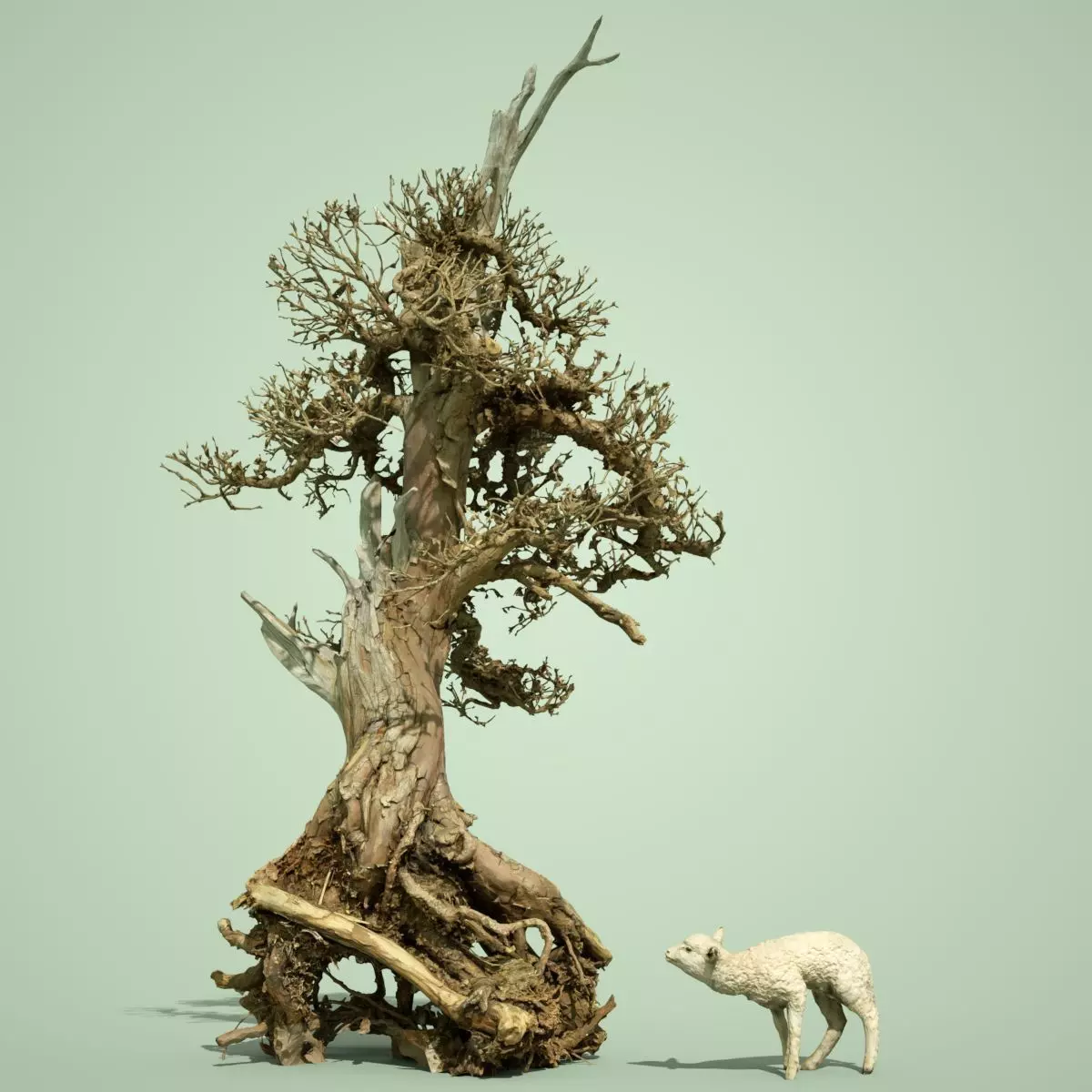Dead Bonsai Tree 5 3D model_0