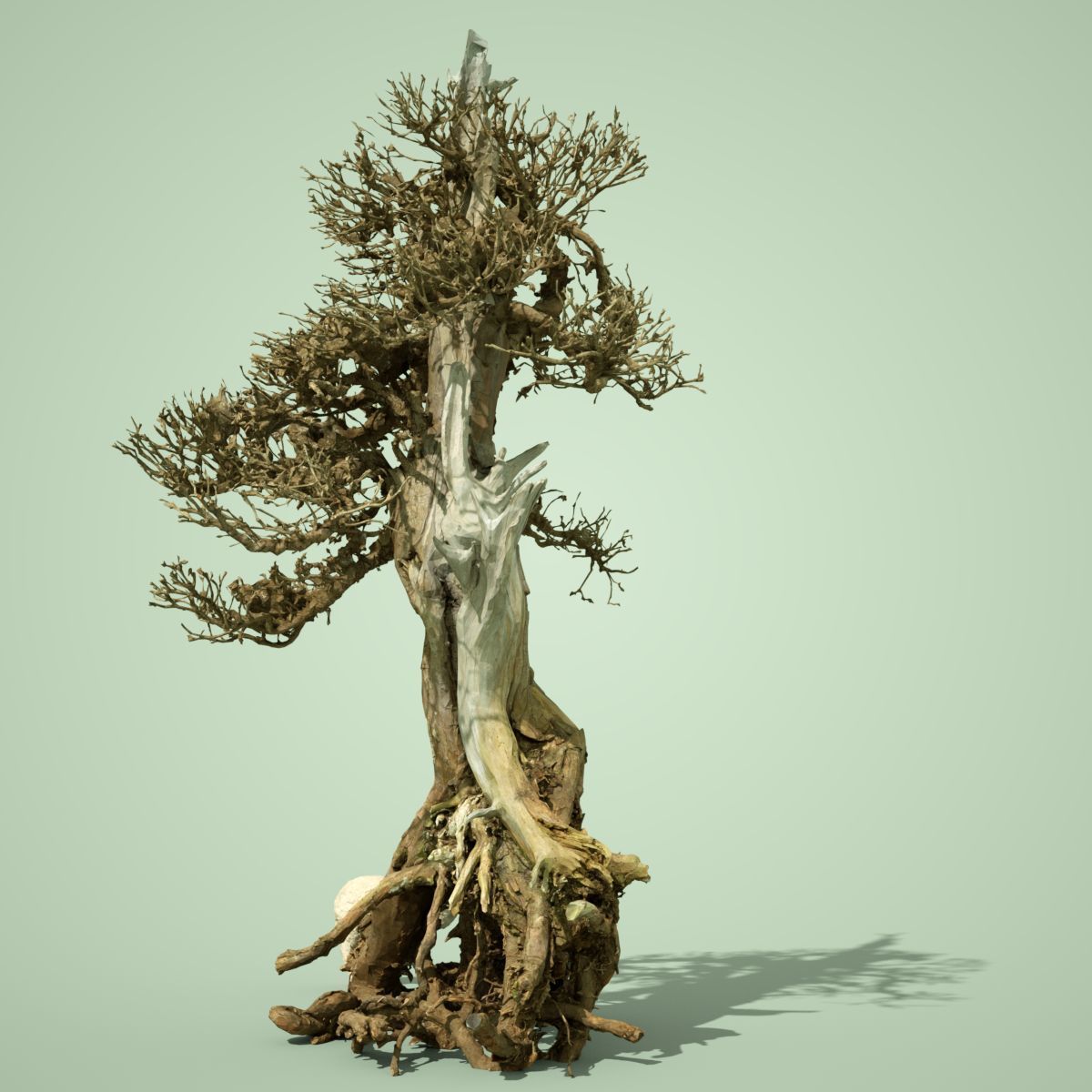 Dead Bonsai Tree 5 3D model_4