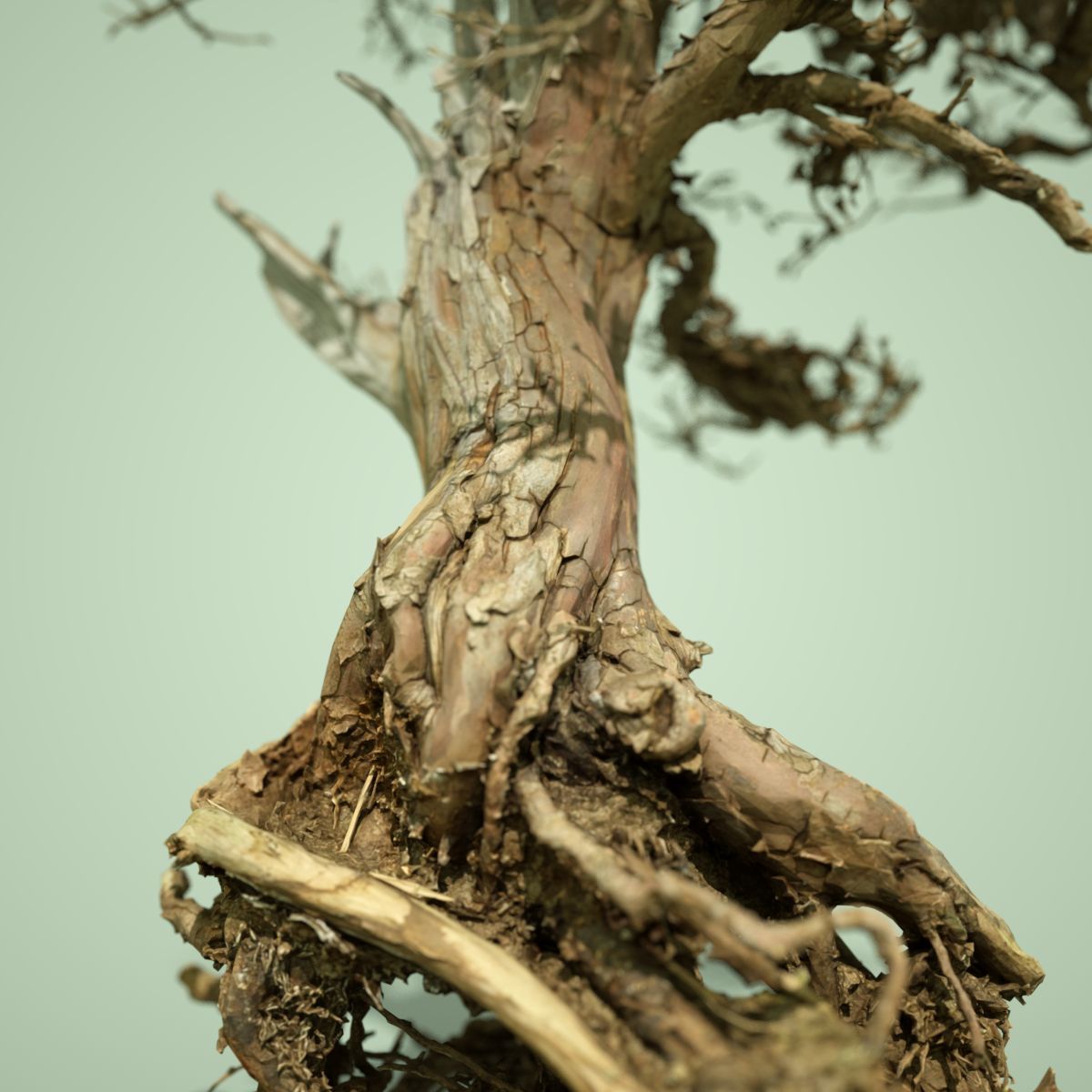 Dead Bonsai Tree 5 3D model_1