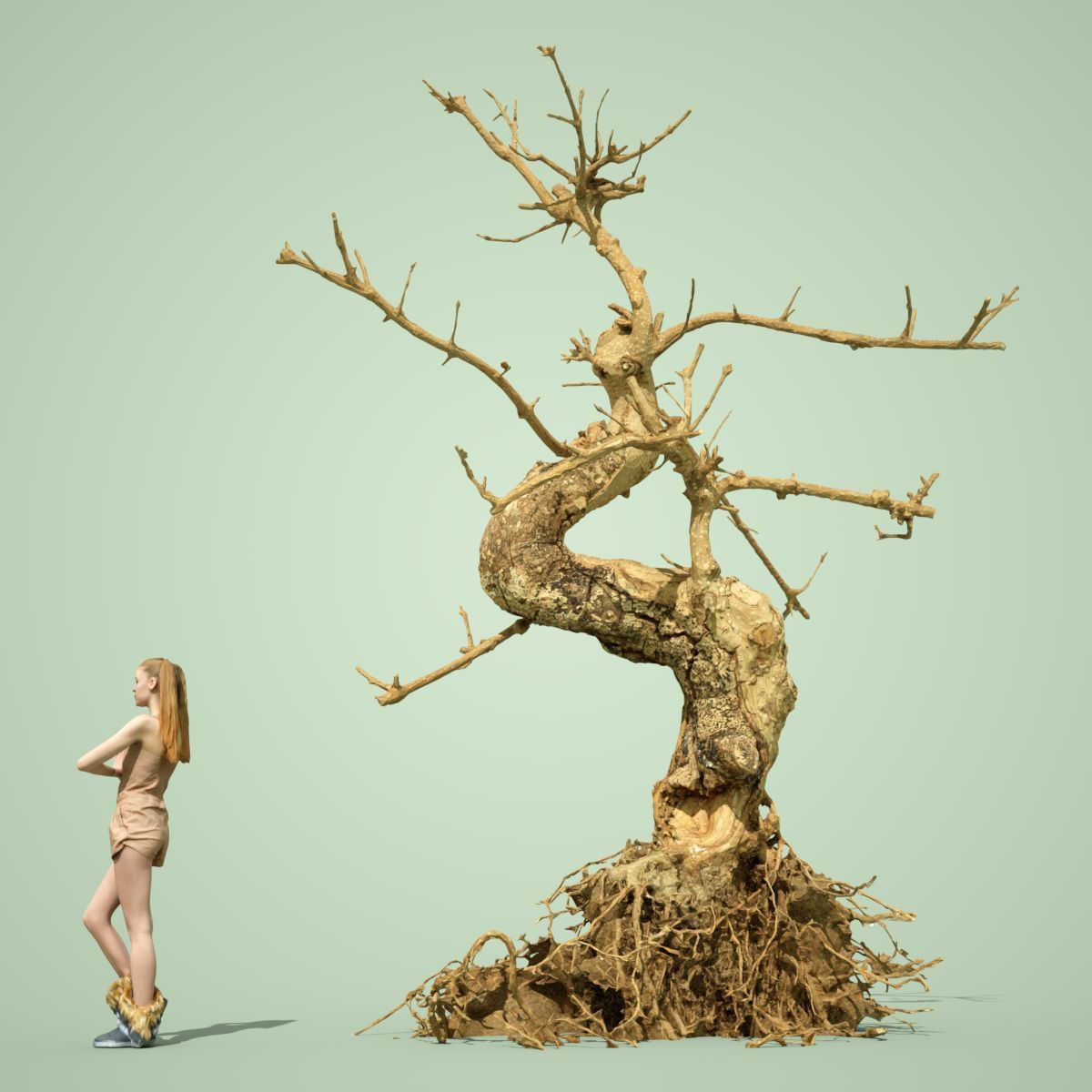 Dead Bonsai Tree 6 3D model_1