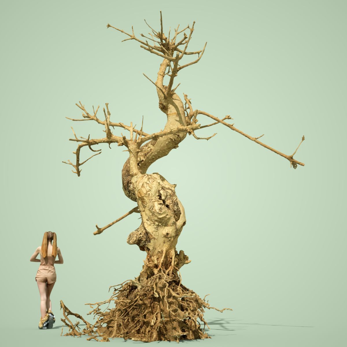 Dead Bonsai Tree 6 3D model_4