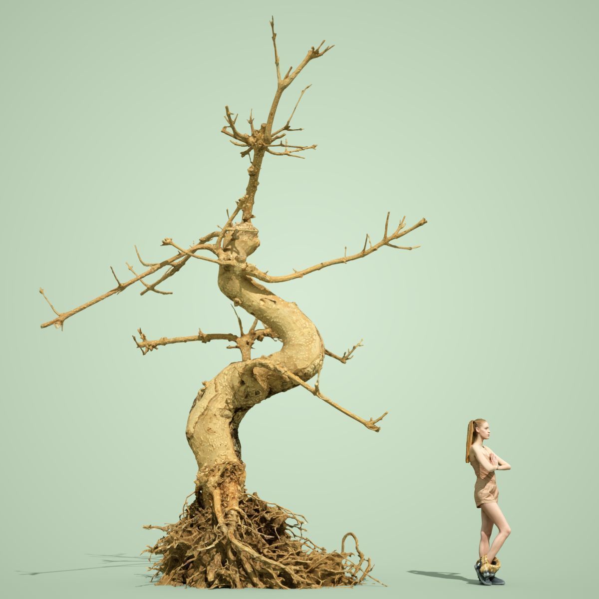 Dead Bonsai Tree 6 3D model_2