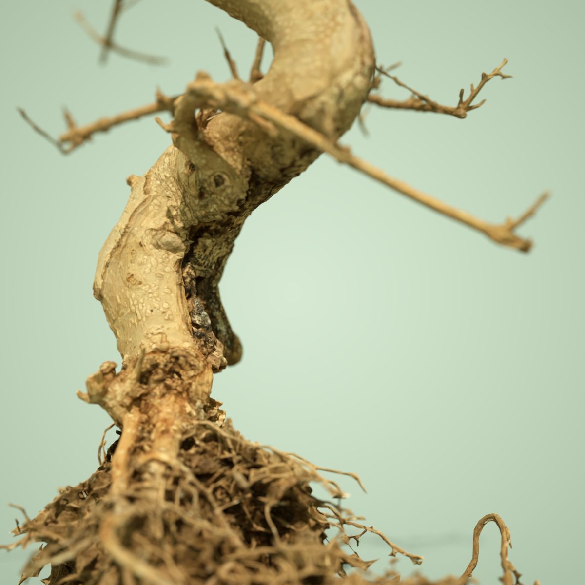 Dead Bonsai Tree 6 3D model_3