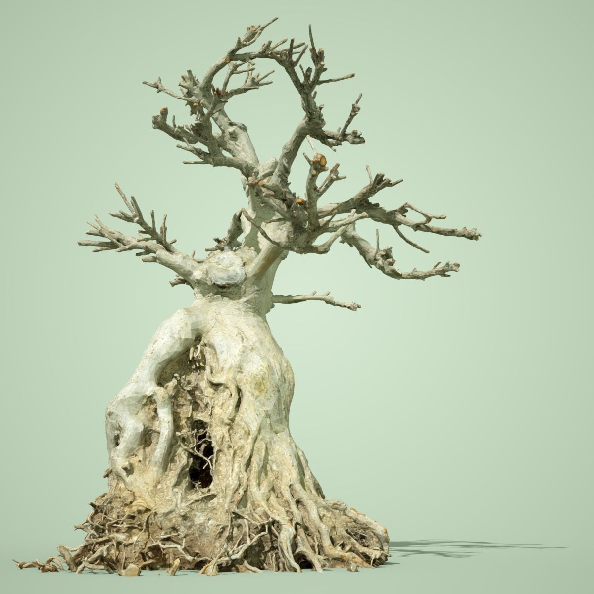 Dead Bonsai Tree 7 Low-poly 3D model_2