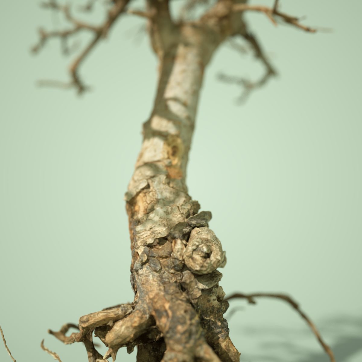Dead Bonsai Tree 9 3D model_4