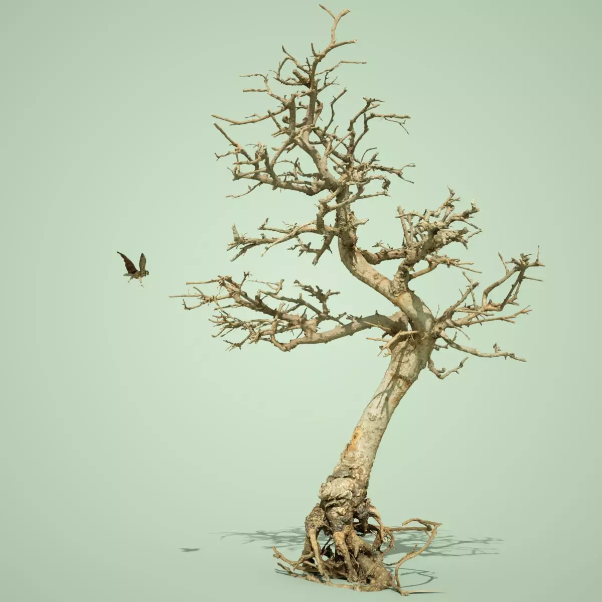 Dead Bonsai Tree 9 3D model_0