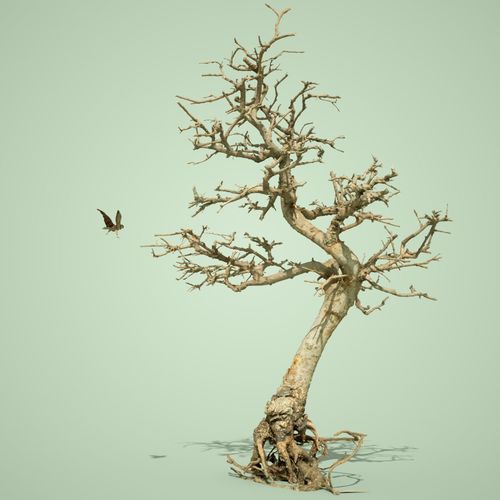 Dead Bonsai Tree 9 3D model