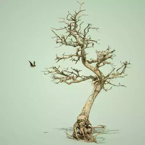 Dead Bonsai Tree 9 3D model