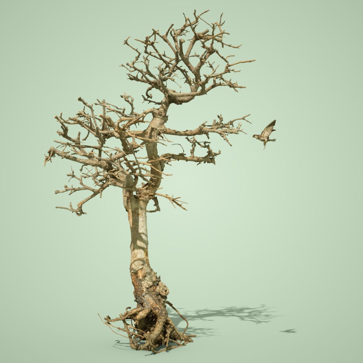 Dead Bonsai Tree 9 3D model_1