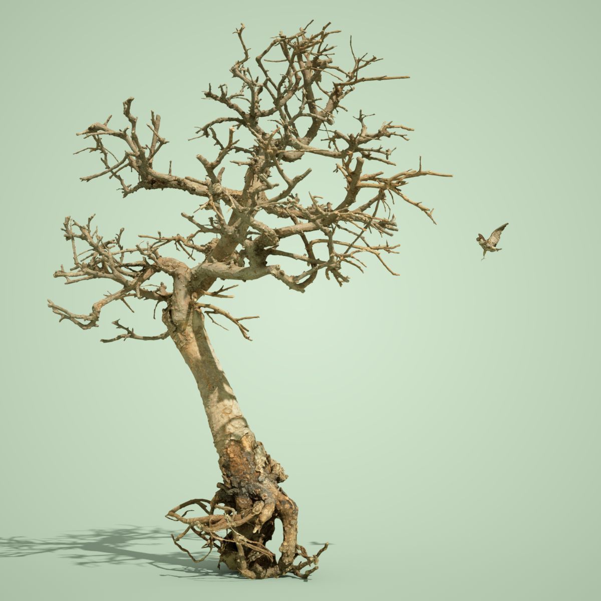 Dead Bonsai Tree 9 3D model_3