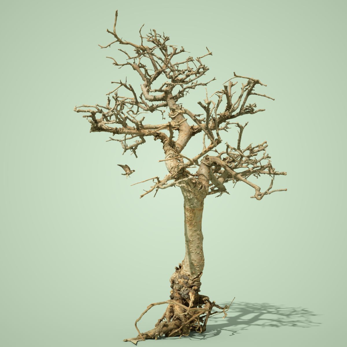 Dead Bonsai Tree 9 3D model_2