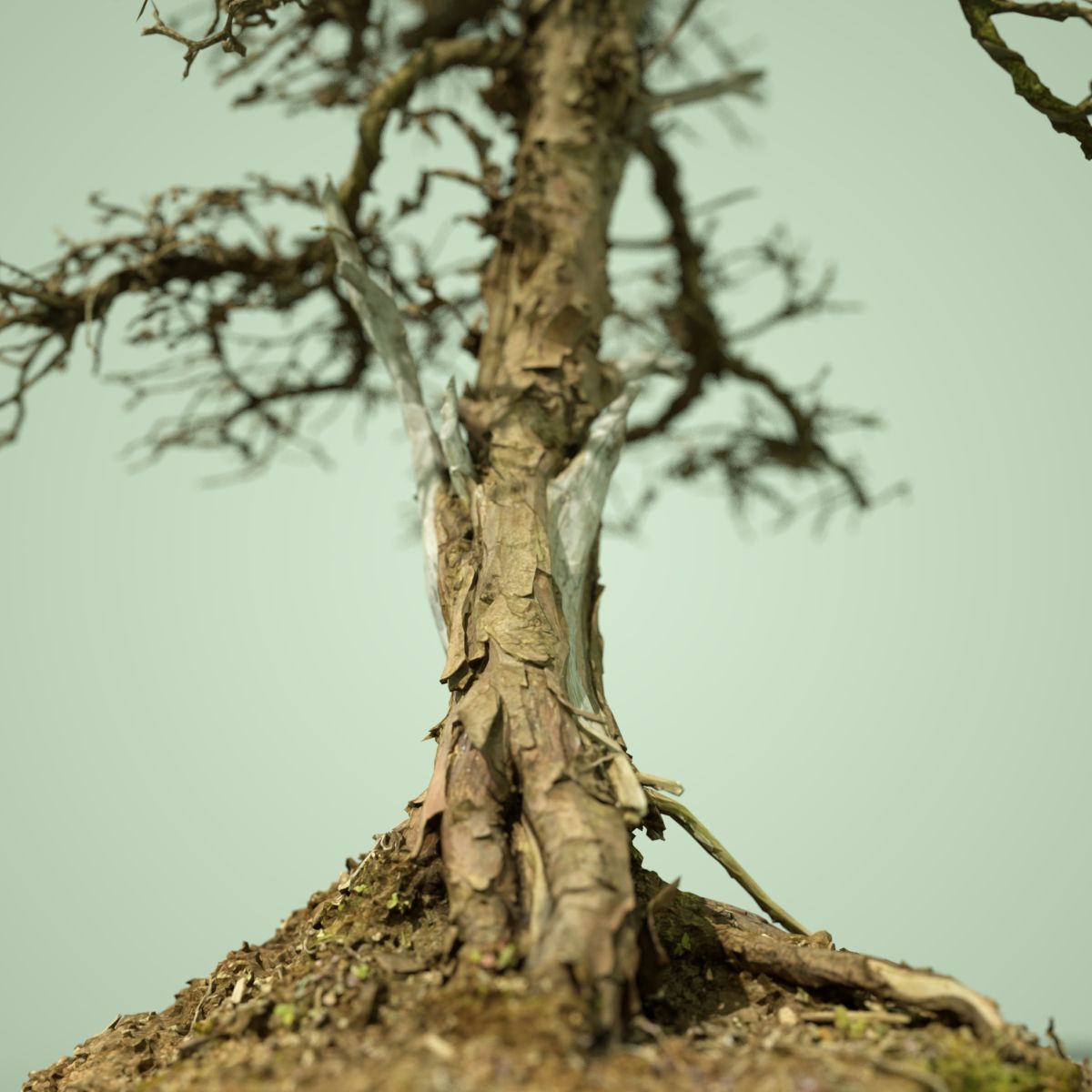 Dead Tree Collection Low-poly 3D model_42