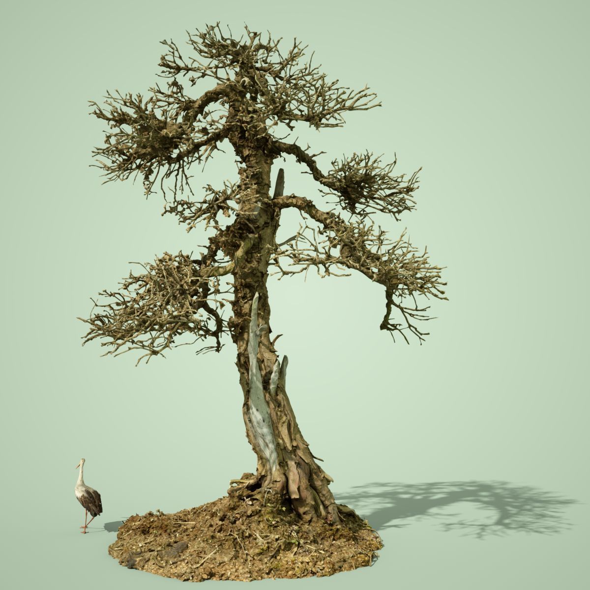 Dead Tree Collection Low-poly 3D model_3