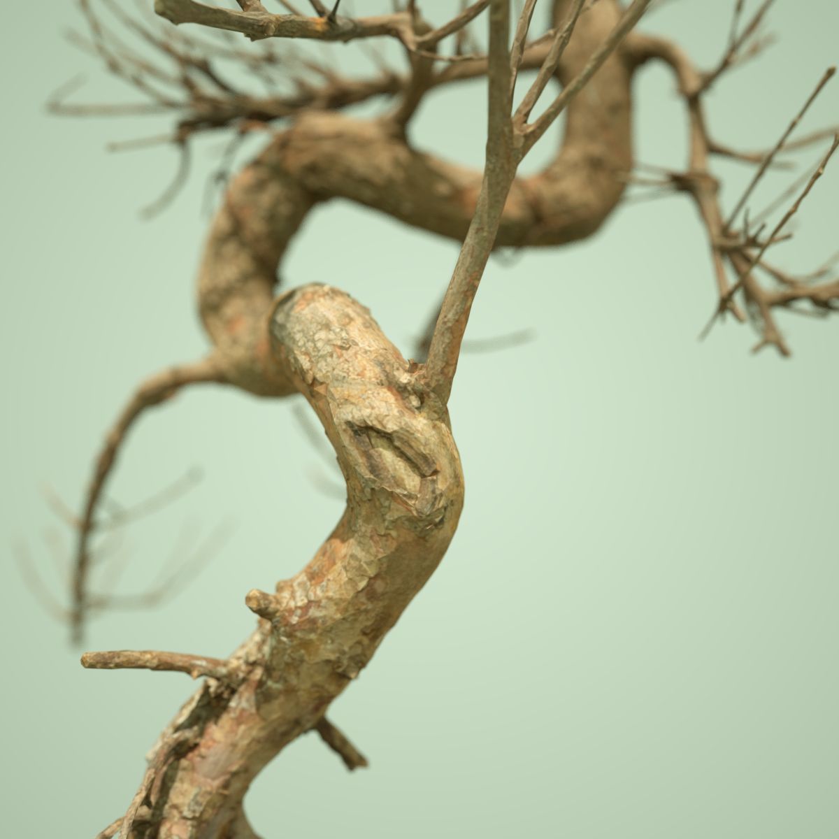 Dead Tree Collection Low-poly 3D model_18